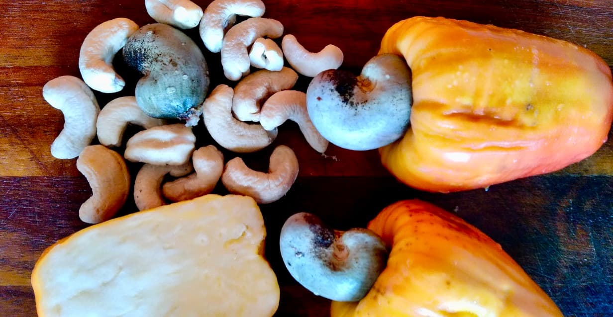 cashew fruit 1