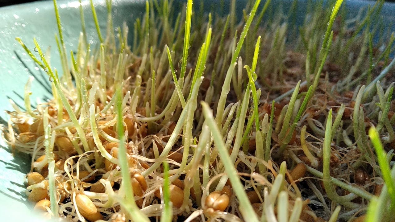 Wheat sprouts 1