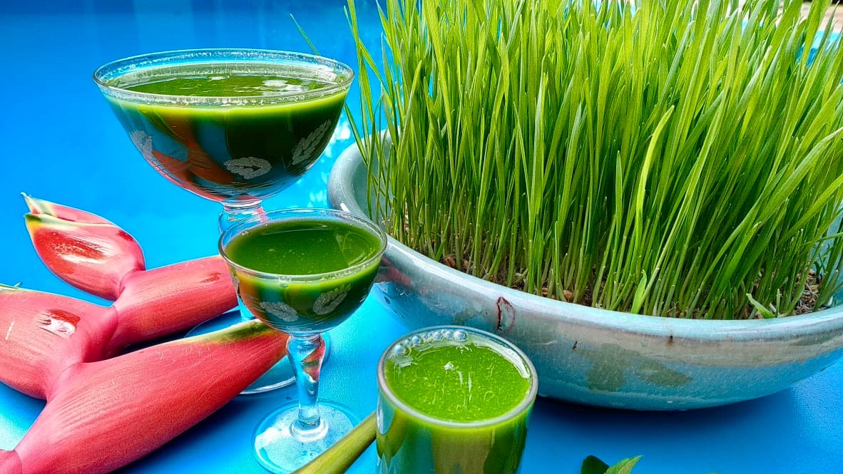 Wheatgrass juice 1x