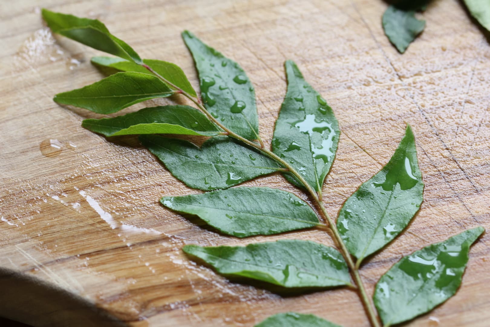 curry leaves 2